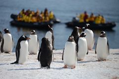 21A Gentoo Penguins With Zodiacs On Cuverville Island On Quark Expeditions Antarctica Cruise.jpg